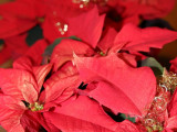 IMG_7406_1